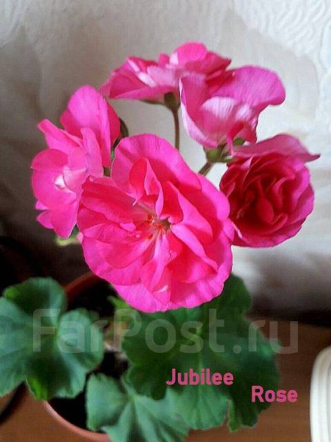 Jubilee rose пеларгония фото