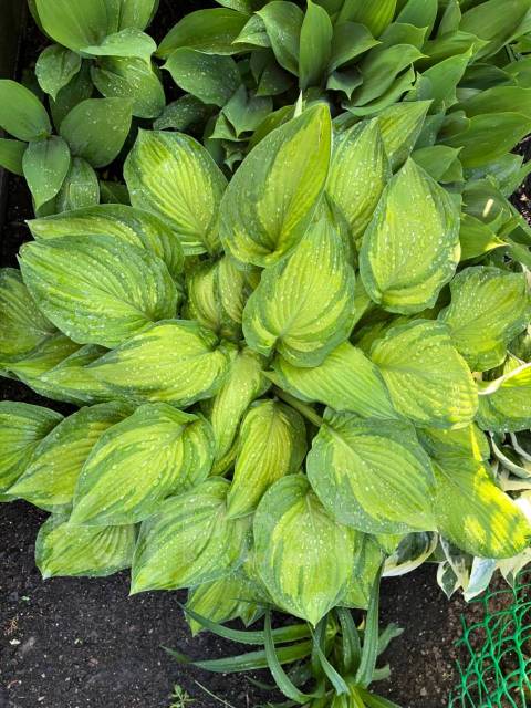 хоста super nova. Hosta guacamole хоста гуакамоле. хоста сандерболт. хоста форчуна альбопикта. хоста пеперминт твист.