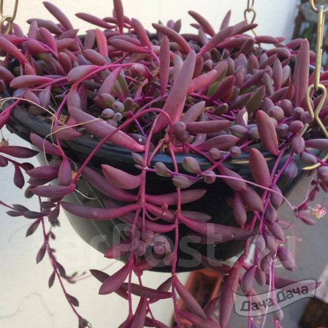 Оттона комнатное растение фото Крестовник Senecio Purple Flush, куст в горшочке d5, в наличии. Цена: 350 ₽ во В