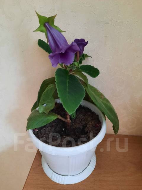 Комнатное растение Глоксиния тидия синий - Растения во Владивостоке