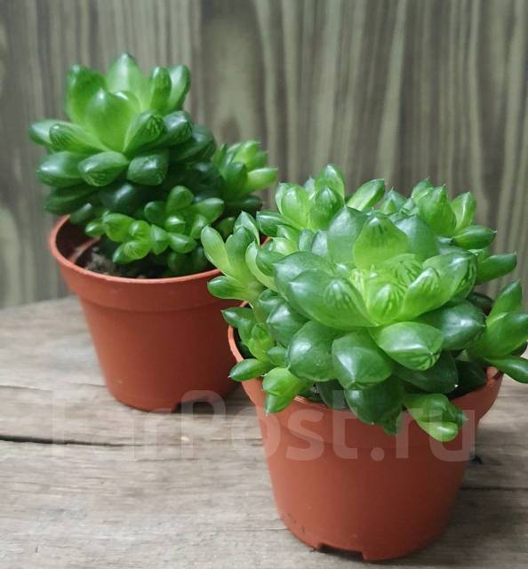 Суккулент Хавортия - Растения во Владивостоке