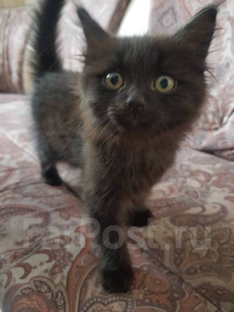 Котик 2 месяца - Кошки во Владивостоке