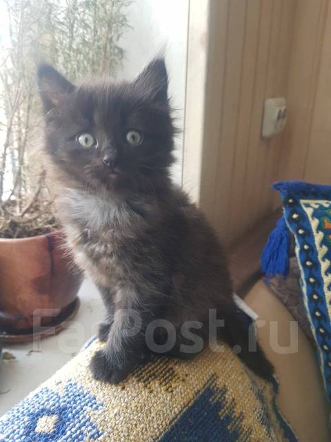 Котик 2 месяца - Кошки во Владивостоке