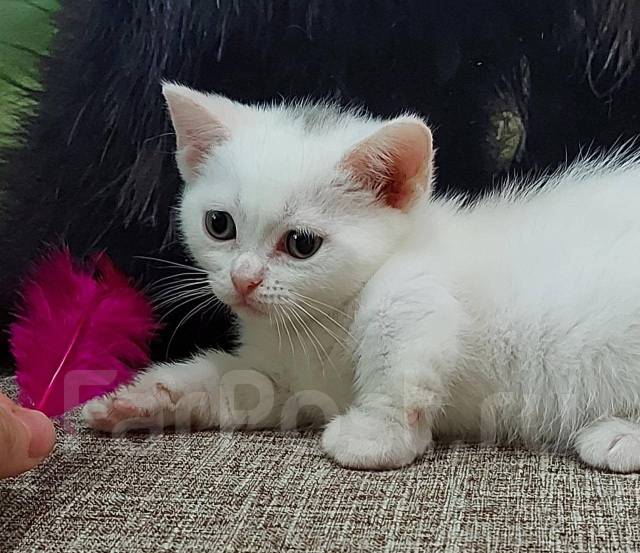 Манчкин, в наличии во Владивостоке