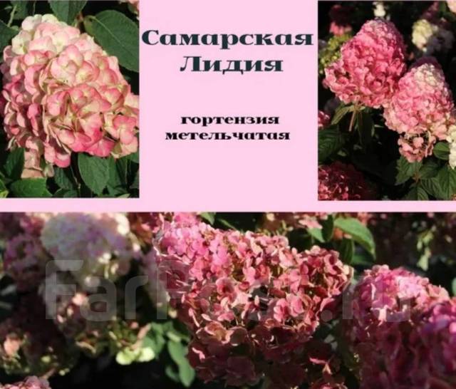 Гортензия самара лидия фото и описание Гортензия " Самарская Лидия ", новый, в наличии. Цена: 1 500 ₽ во Владивостоке