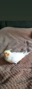 �������. ����