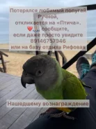 �������. ����