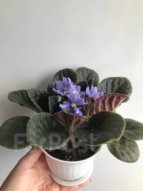 Фиалка Rhapsodie Clementine (лист) - Растения во Владивостоке