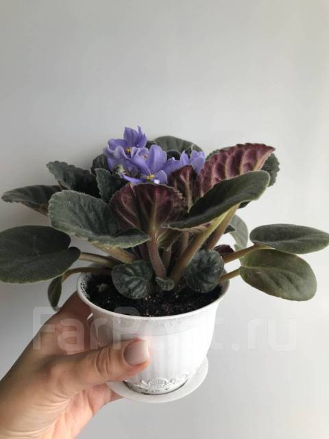 Фиалка Rhapsodie Clementine (лист) - Растения во Владивостоке