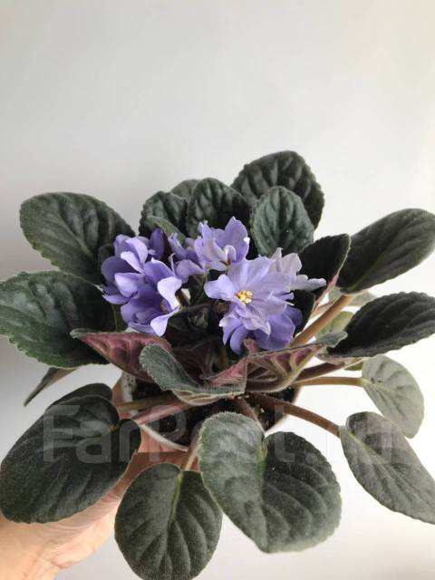 Фиалка Rhapsodie Clementine (молодое растение) - Растения во Владивостоке