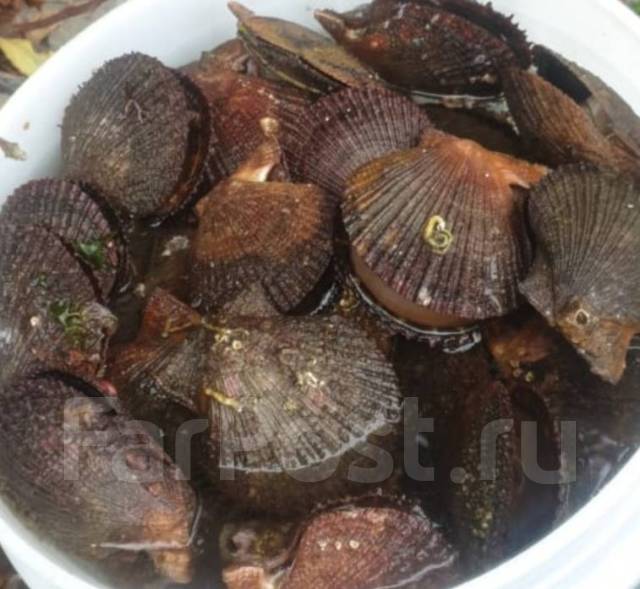 Продам Японский гребешок - Рыба и морепродукты во Владивостоке