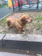 �����. ����