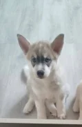 �����. ����