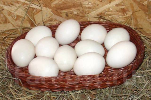 Купить инкубационное яйцо в курской области. Индоутиные яйца. Фермерские яйца. Фермерское яйцо утка. Яйца уток инкубационные куп Новосиб.