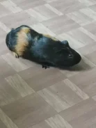 ������. ����