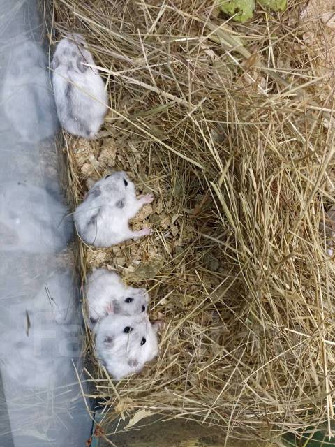 Хомяк джунгарский, в наличии. Цена: 350₽ в Находке