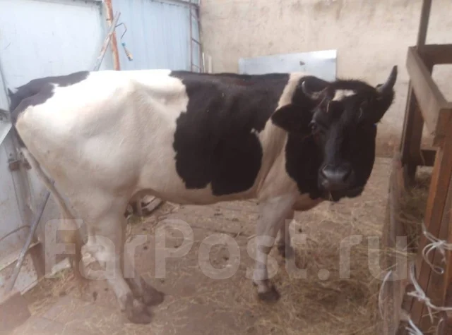 Продам корову, в наличии. Цена: 90 000? во Владивостоке