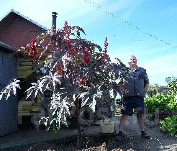 Пальма огородная цветок как выглядит Дальневосточная пальма, новый, в наличии. Цена: 100 ₽ в Находке