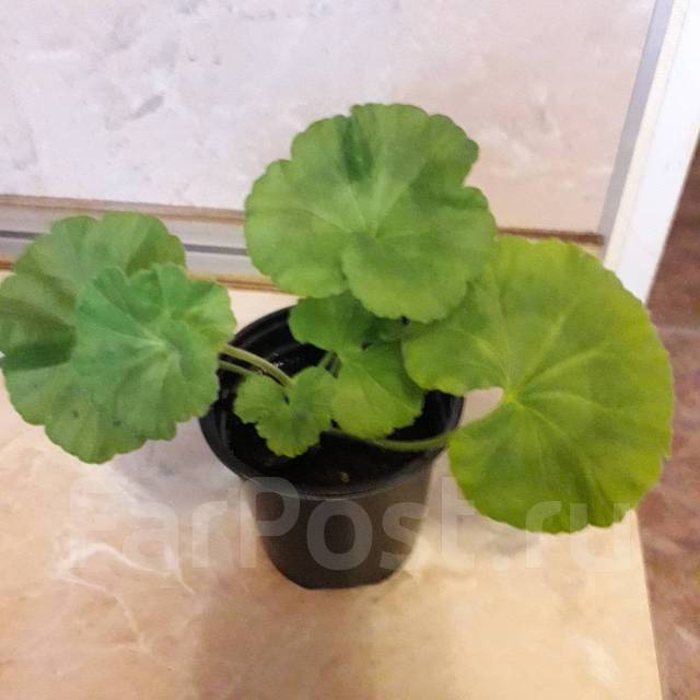 Пеларгония Lady Mavis Pilkington, в наличии. Цена: 250₽ во Владивостоке