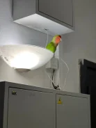 �������. ����