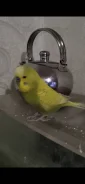 �����. ����