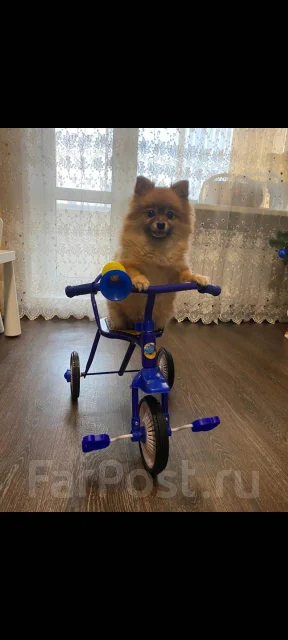 ����. ����