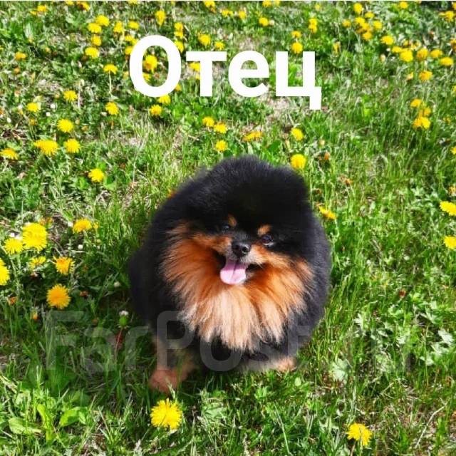 ����. ����