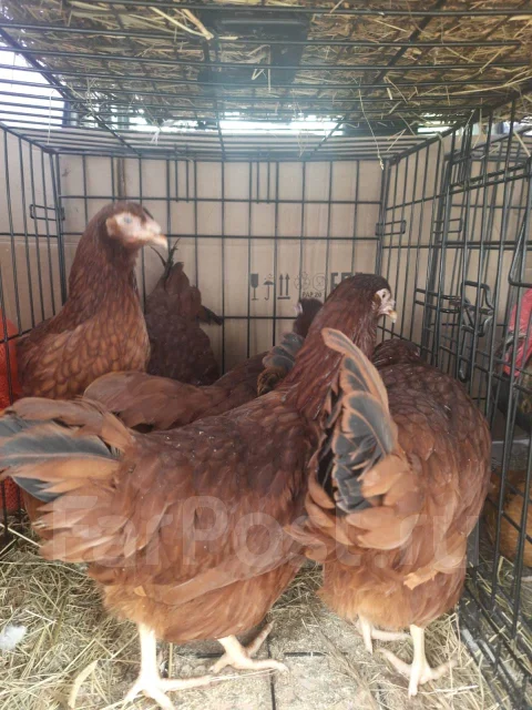 Куры молодки ломан браун - Птицы в Артеме