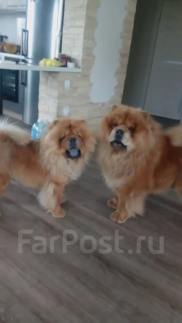 ���-���. ����