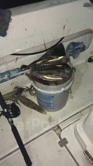 ������ ������. 6 �������, 35���/� ����