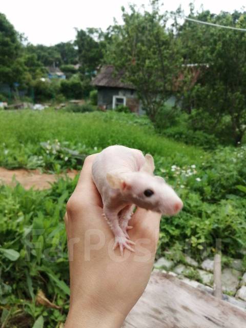 Лысые крысы - Другие животные во Владивостоке