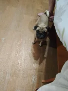 ����. ����