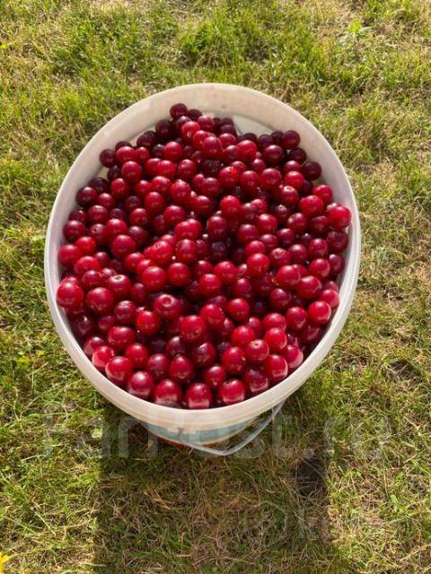 Куда пропало ведро черешни. 500 кг вишни. Кг вишни. Вишня в ведре. Кг вишни.