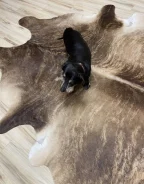 �����. ����