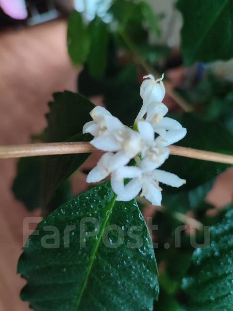 Цветок Кофе Арабика - Растения во Владивостоке