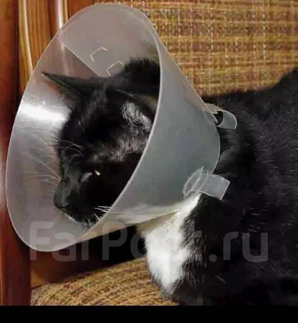 Попона, защитные воротники для кошек купить с доставкой в интернет-магазине internat-mednogorsk.ru
