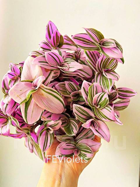 Традесканция Pink Hill, в наличии. Цена: 250₽ во Владивостоке