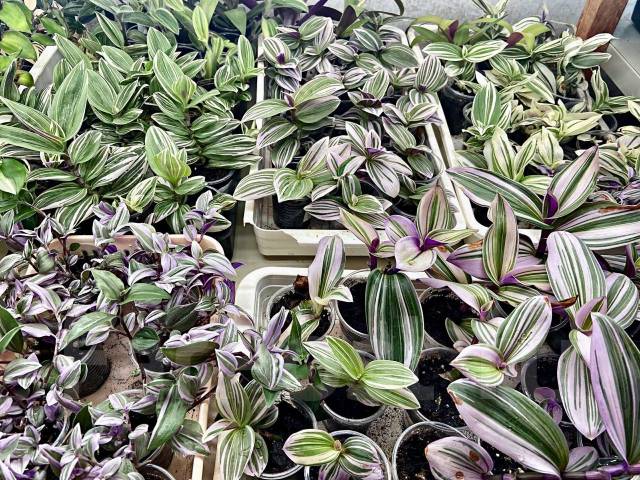 Традесканция Pink Hill, в наличии. Цена: 250₽ во Владивостоке