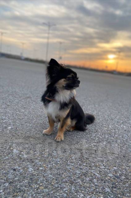 Чихуахуа для вязки (с документами) - Вязка во Владивостоке