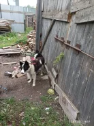 �����. ����
