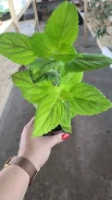 ������. ����