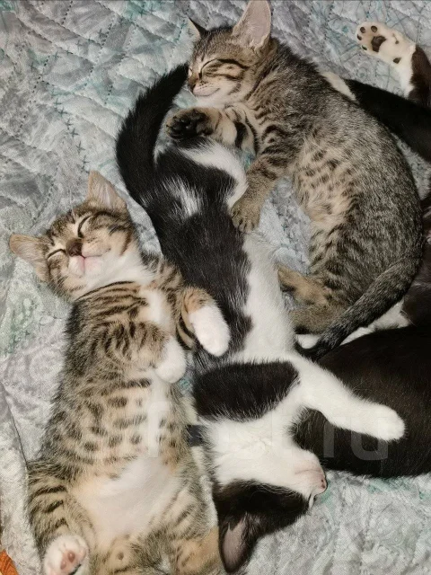 �����. ����