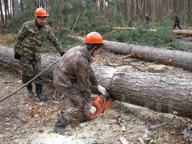 Вальщик леса, лесоруб, фискарист, работа в ИП Бегизов в Уссурийске