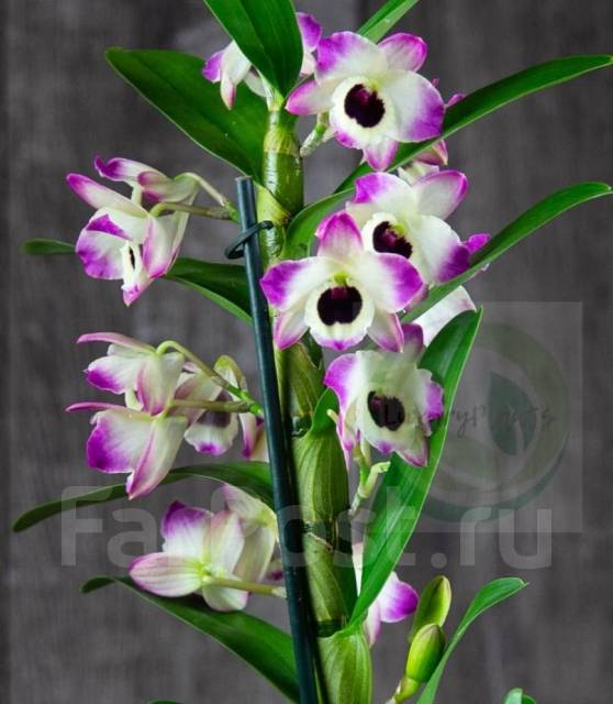 Дендробиум Momoko, в наличии. Цена: 200₽ во Владивостоке