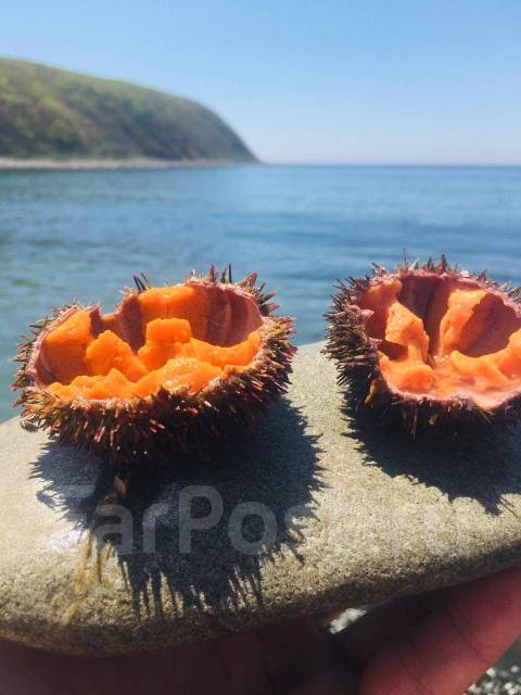 Парная Икра морского ежа 500р так же огромный ассортимент морепродукто ...