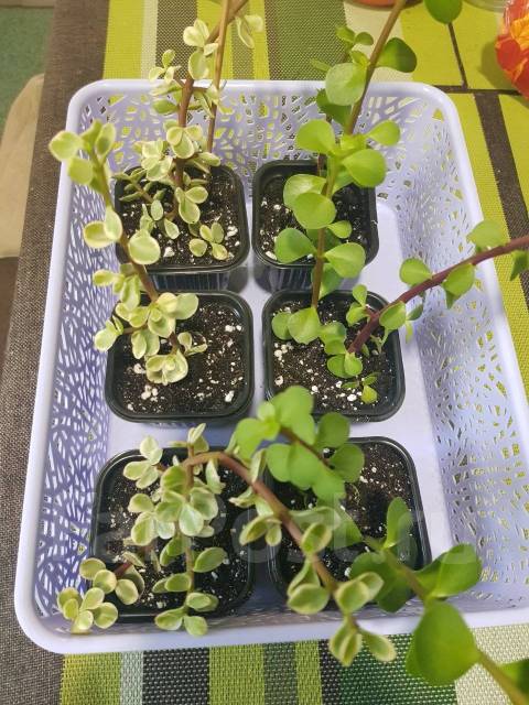 Портулакария афра, в наличии. Цена: 120₽ во Владивостоке