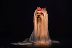 ����������� ������. ����