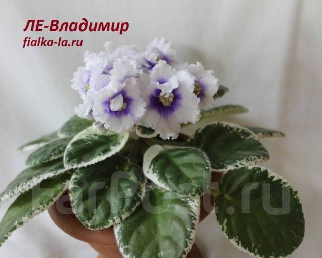 Владимир фиалка фото и описание Фиалка, в наличии. Цена: 200 ₽ в Дальнегорске