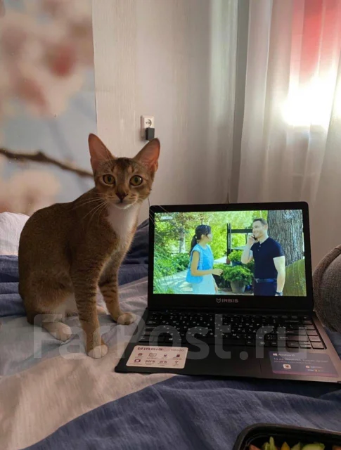 IRBIS. 13.3", 1 600����, ��� 3072 ��, ���� 32���, WiFi: 1, Bluetooth: 1, ����������� �� 7��. ����