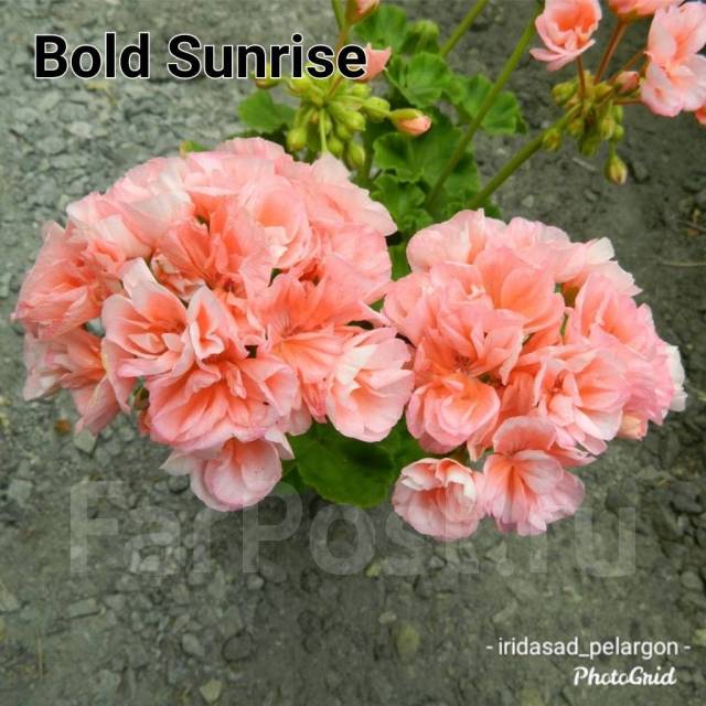 Пеларгония bold sunrise фото и описание